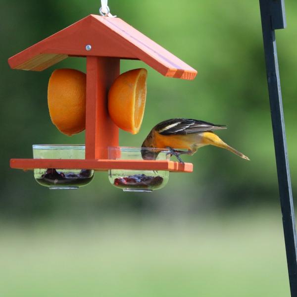 Dual Fruit and Bowl Feeder