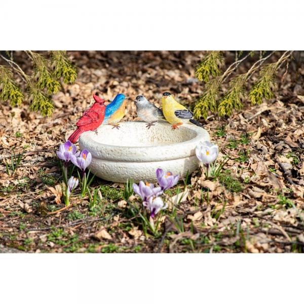 Backyard Birds Bath and Feeder