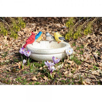 Backyard Birds Bath and Feeder